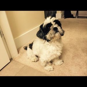 Meet your Posher, Evangelina